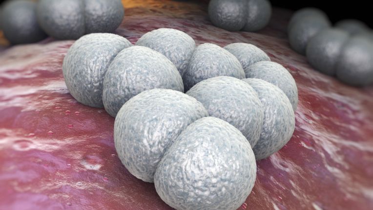 Vaccin méningites à méningocoques Paris. Image de synthèse de Neisseria meningitidis (ou méningocoque), une bactérie responsable de la méningite.