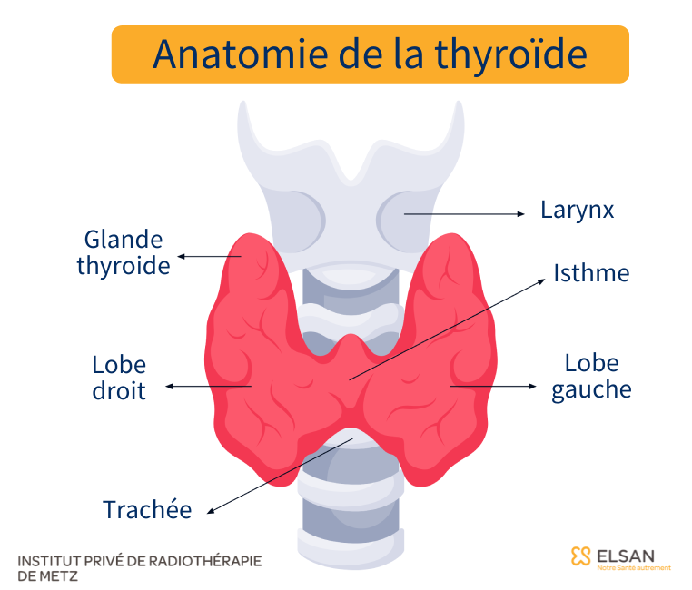 Anatomie de la thyroïde Anatomie de la thyroïde