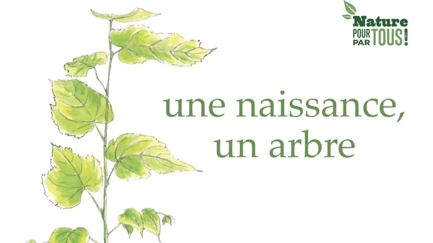 une naissance un arbre