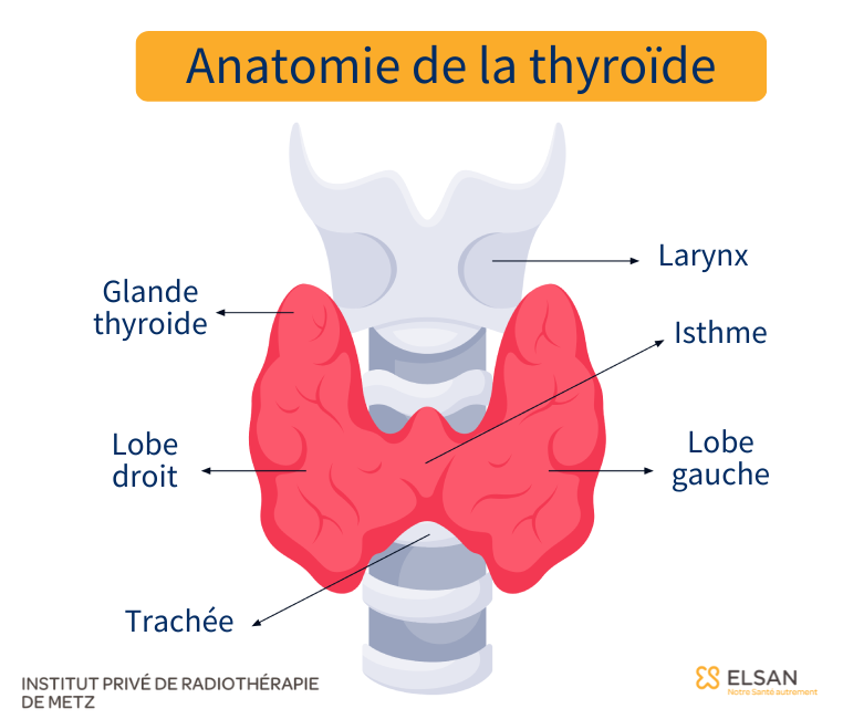 Anatomie de la thyroïde