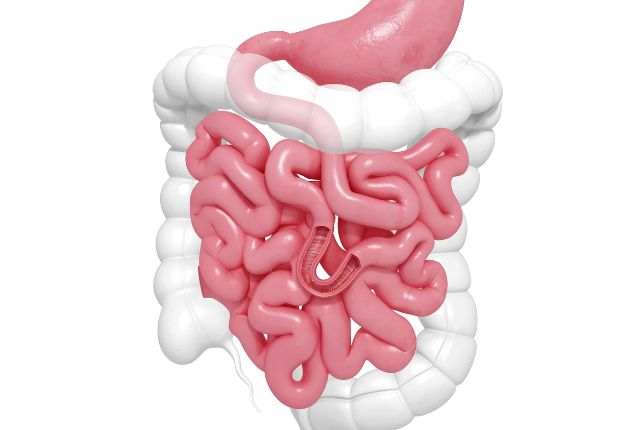 Cancer de l'intestin grêle : image de l'appareil digestif avec l'intestin grêle en premier plan.