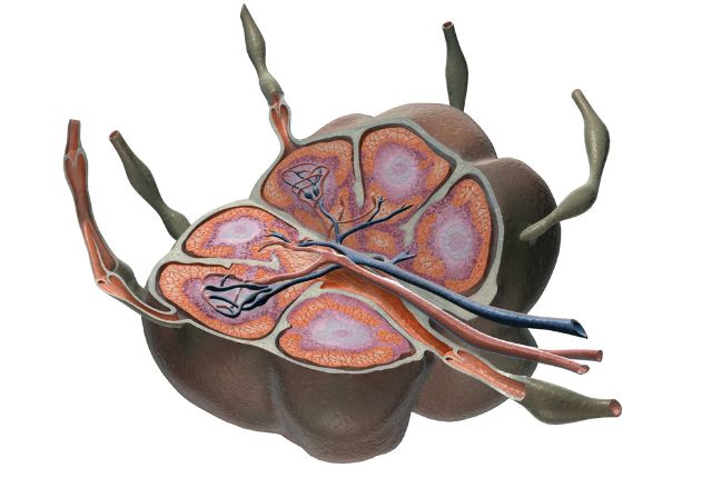 Ganglion dans le cou : représentation de la structure interne d'un ganglion lymphatique.