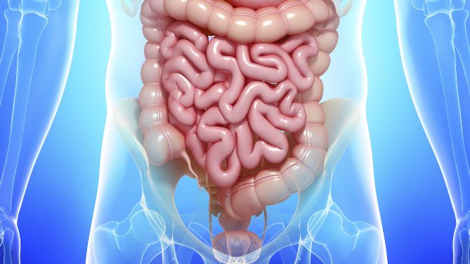 Le cancer de l'anus est-il mortel ? Image de synthèse du tube digestif.