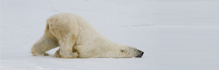 Eisbär_Header.png