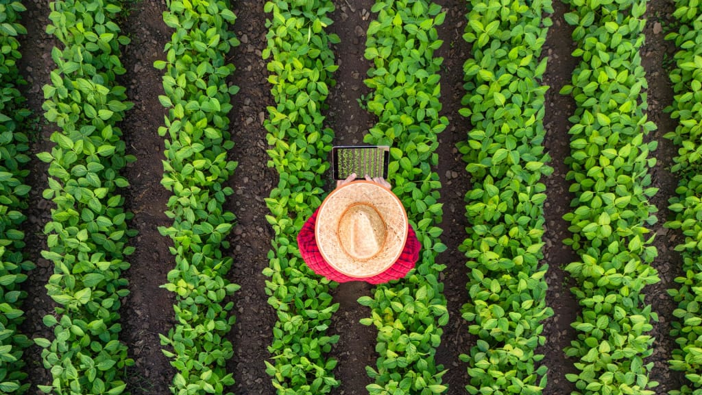 View of farmer in a field of crops