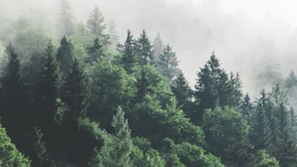 immagine di una foresta