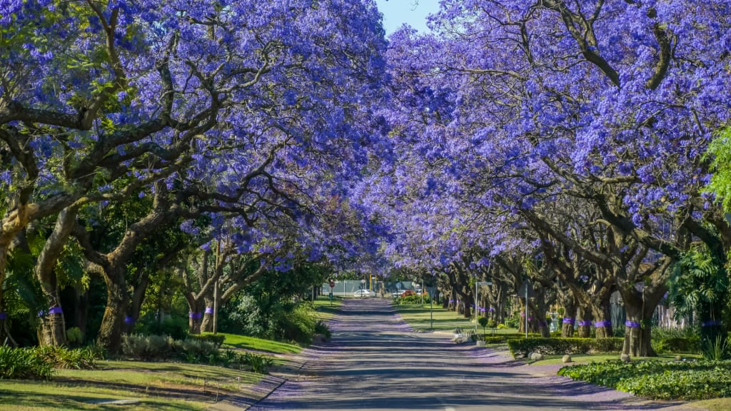 Viale con fiori viola
