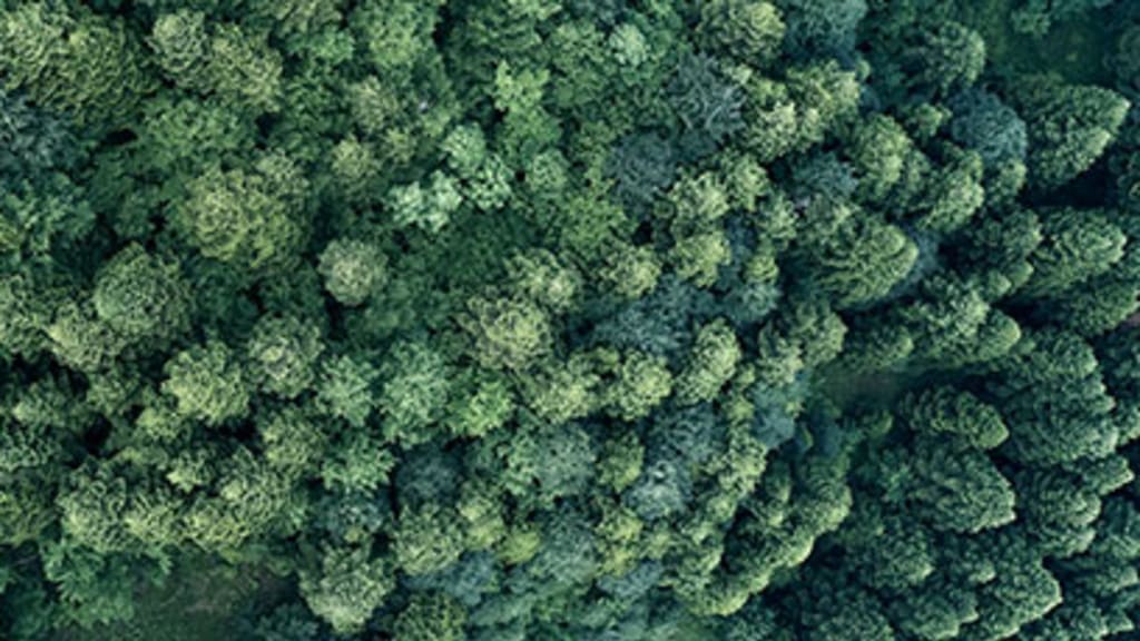 Ett fågelperspektiv av en tätbevuxen skog.