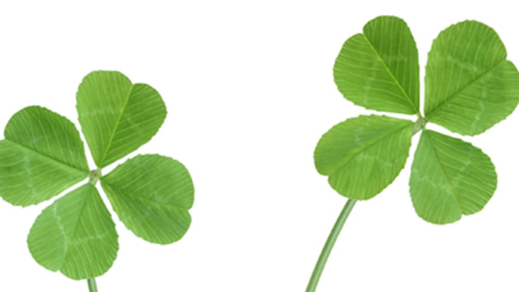 Zwei vierblättrige Kleeblätter