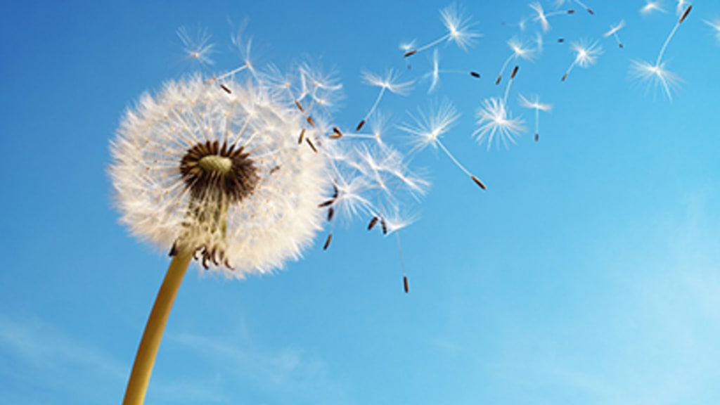 Dente di leone nel vento