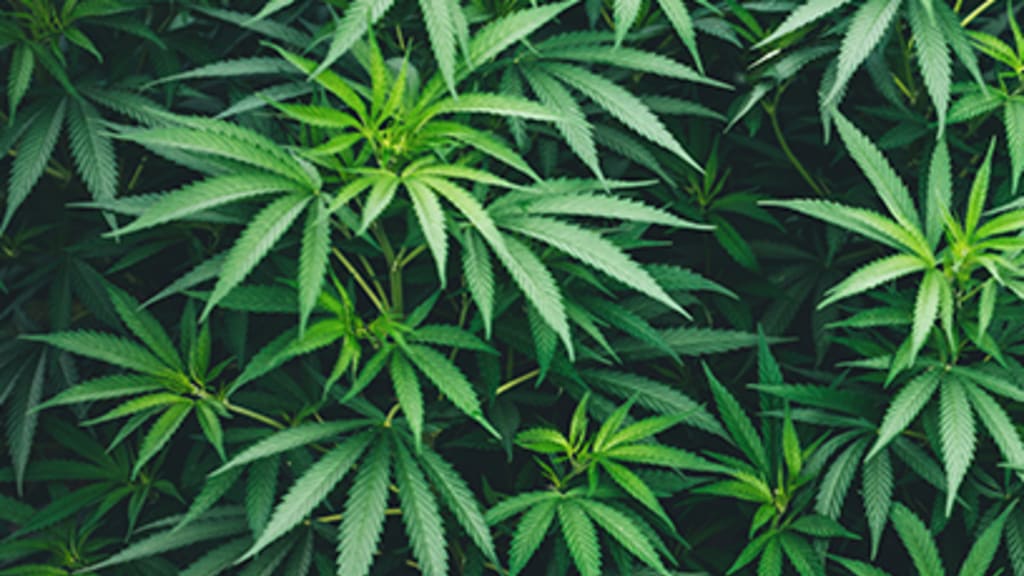 Cannabis - Headerimage