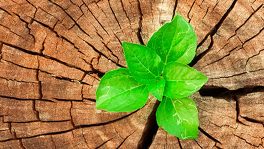 Nachhaltigkeit Header