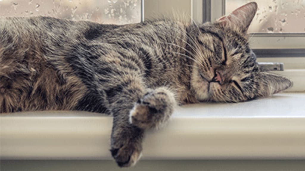 Katze auf Sofa - Headerbild