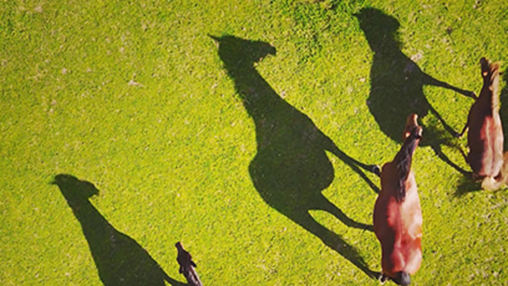 Pferde auf der Weide