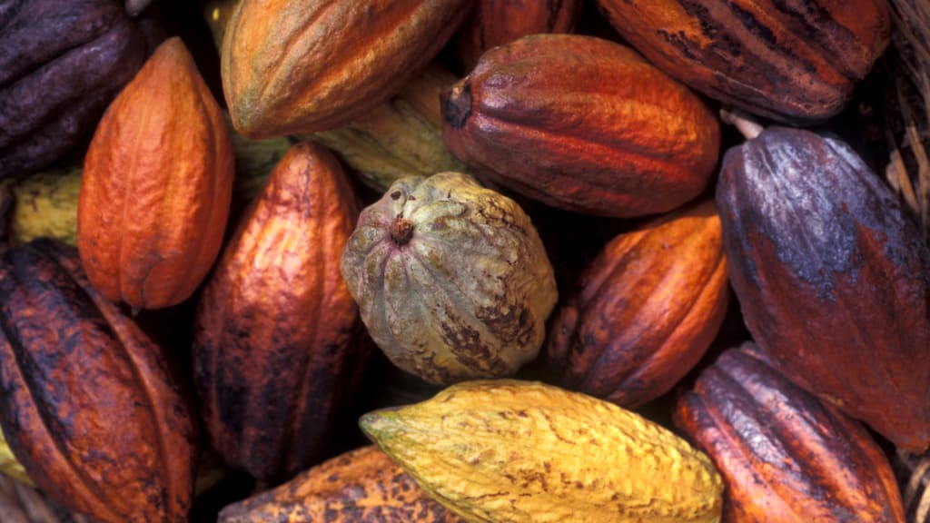 Harvested Cocoa: From Bean to Global Commodity