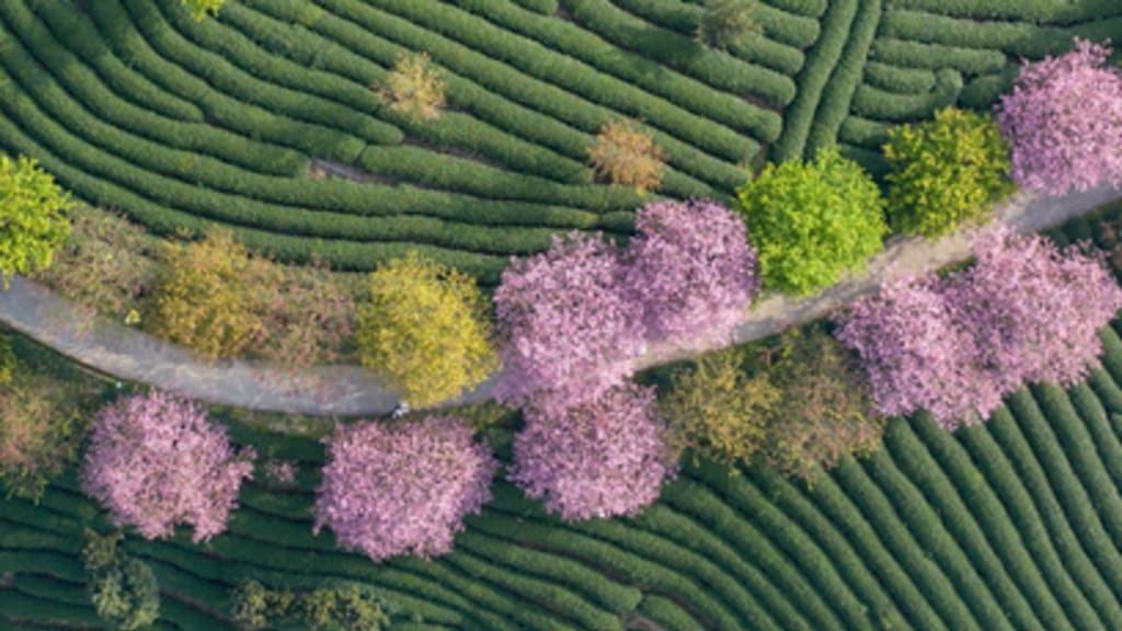 Mandelblüten in China