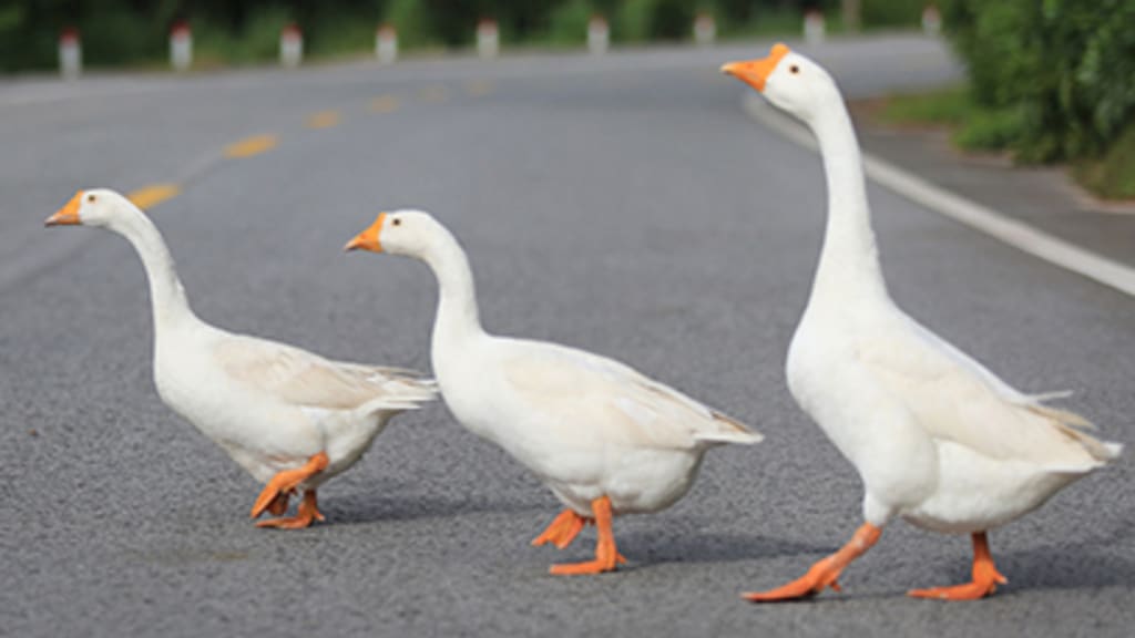 Geese on the street Header