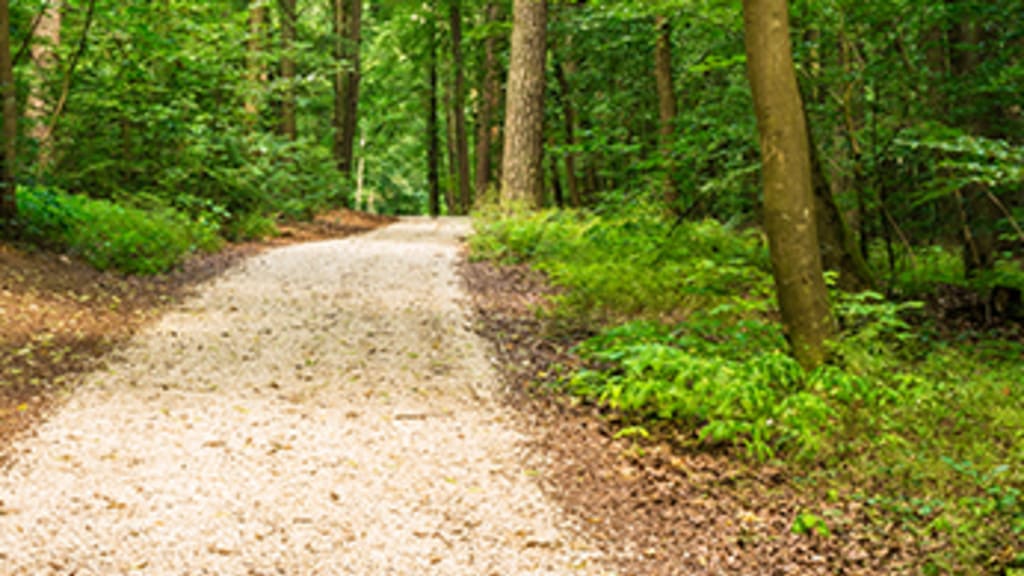Weggabelung in einem Wald