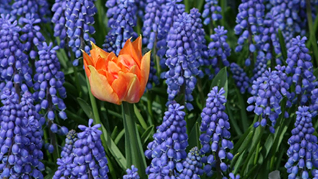 Blumenfeld - BRC mit speziellen Eigenschaften - Headerimage