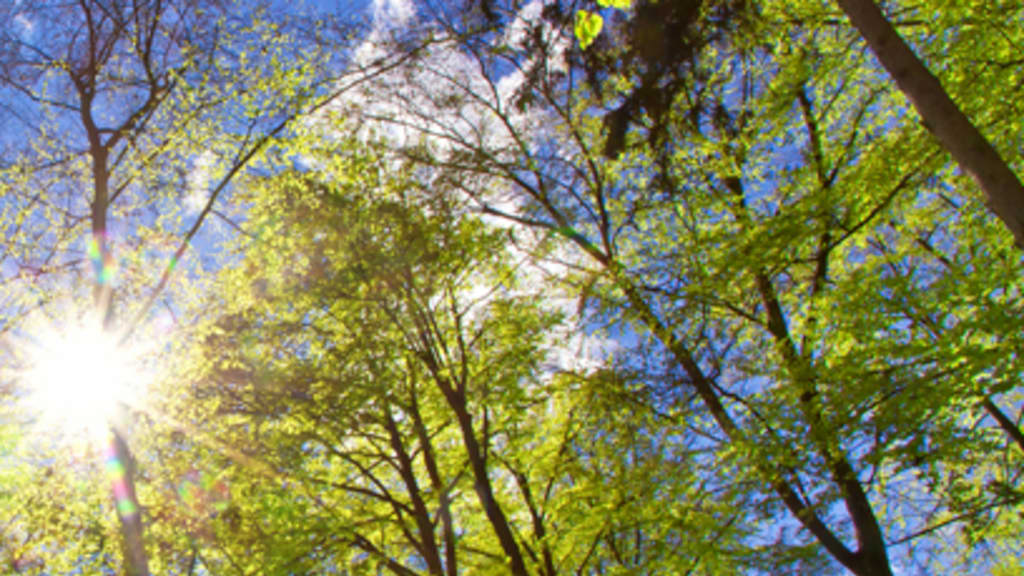 Header Nachhaltiges Konzept