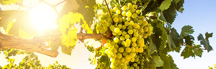 Trauben Header