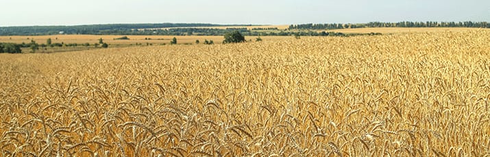Weizenfeld - Headerimage
