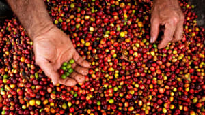 Kaffebønner
