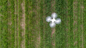 En drönare som flyger över ett sockerrörsfält