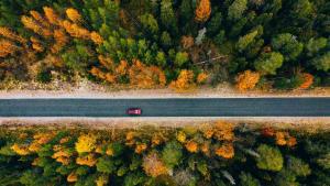 Car driving on a forest road