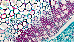 Gentherapie - Headerimage