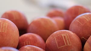 Swiss Research Header