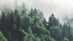 immagine di una foresta