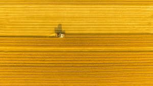 Luftaufnahme der Weizenernte - Staubwolken über dem Feld