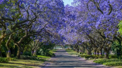 Viale con fiori viola