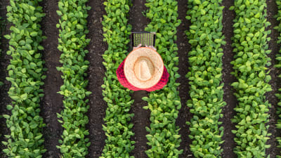 A man in a field wearing a hat, seen from a bird's-eye view