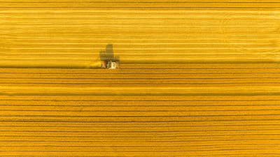 Luftaufnahme der Weizenernte - Staubwolken über dem Feld