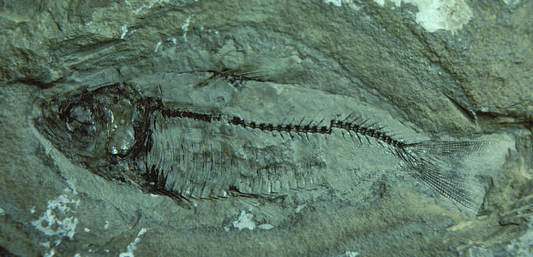 Fish fossil