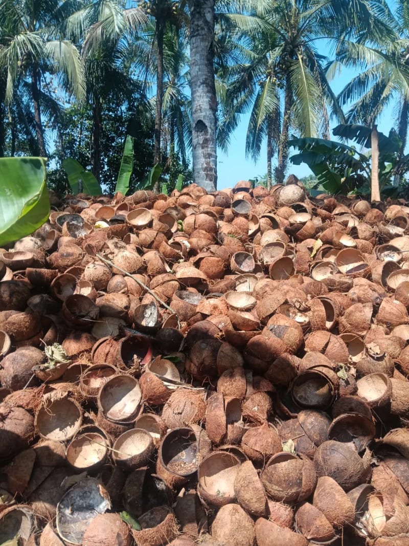 Raw Coconut Shell