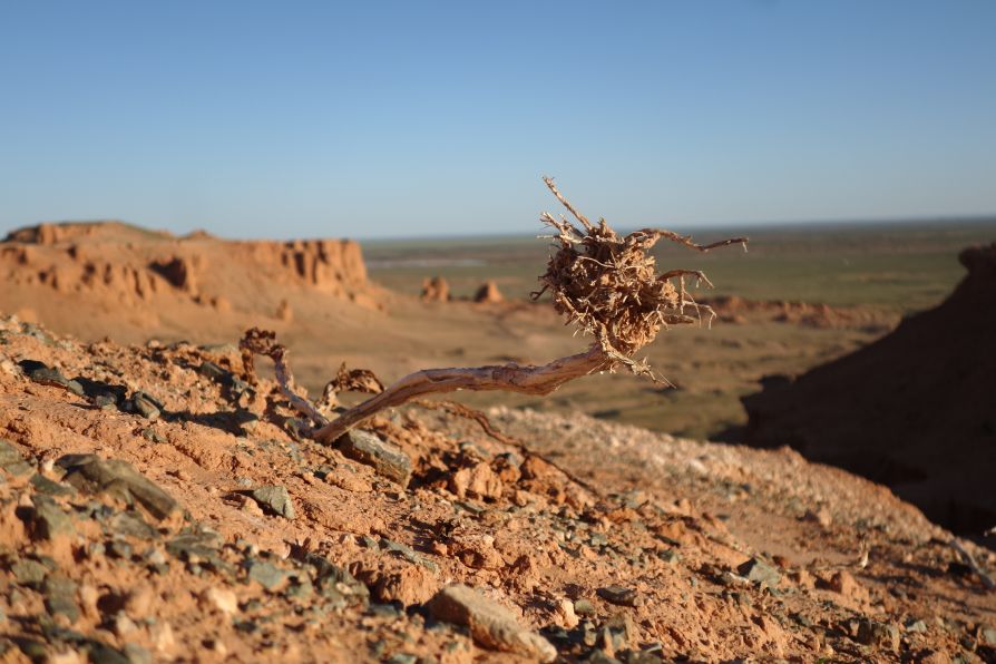 desert Gobi bayanzag steppe