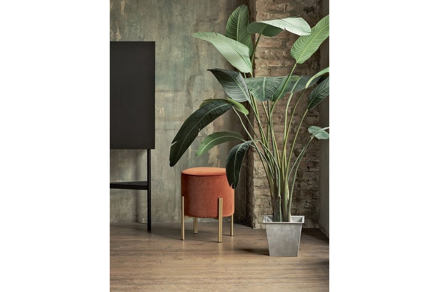 puffoso.jpg puffoso.jpg