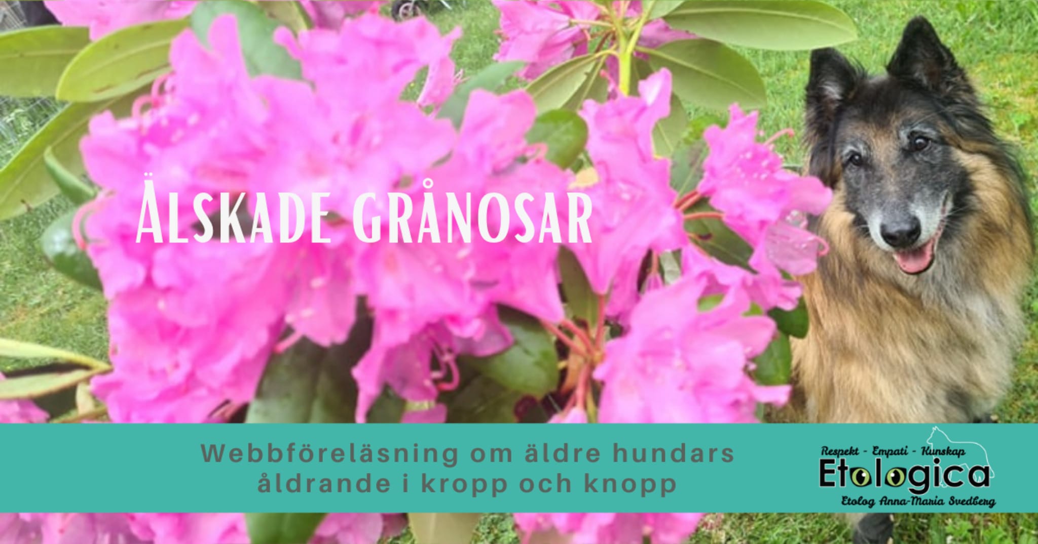 Älskade grånosar - Om hundens åldrande