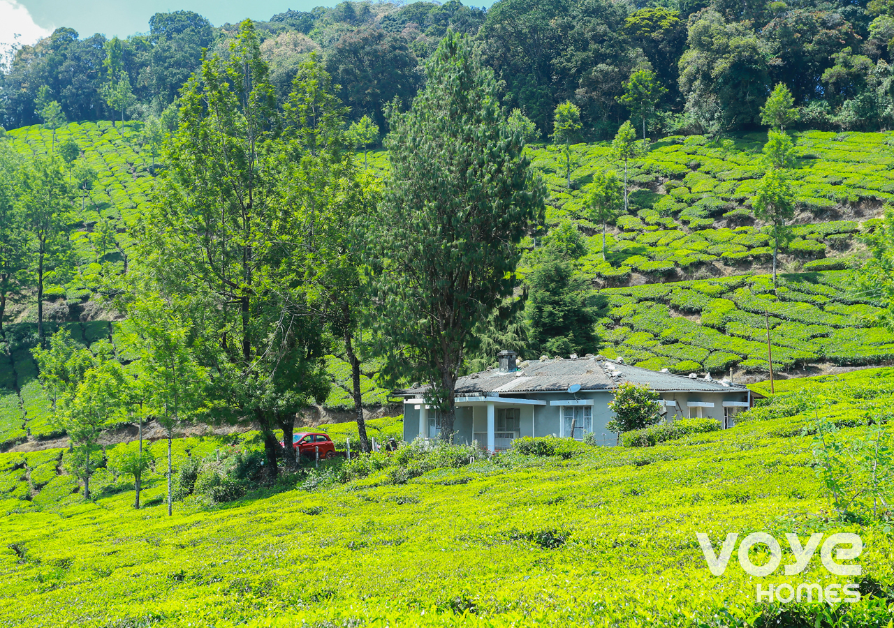 Luxury Bungalow in the Middle of Tea Plantation Cottages in Munnar