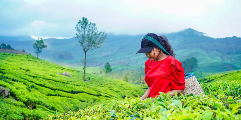 Munnar tea plantation