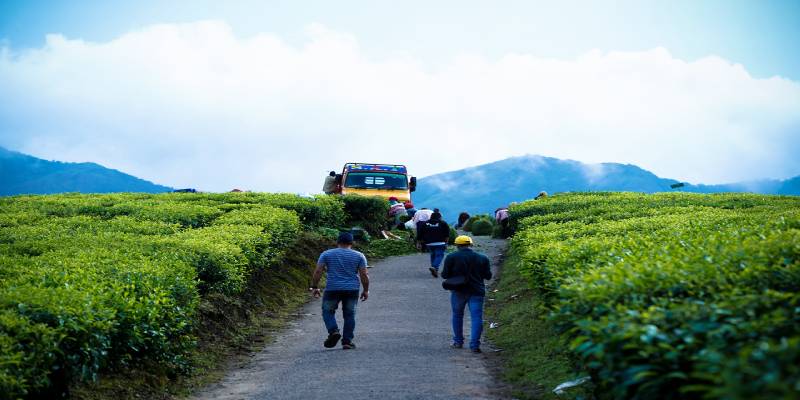 Tea plantation munnar