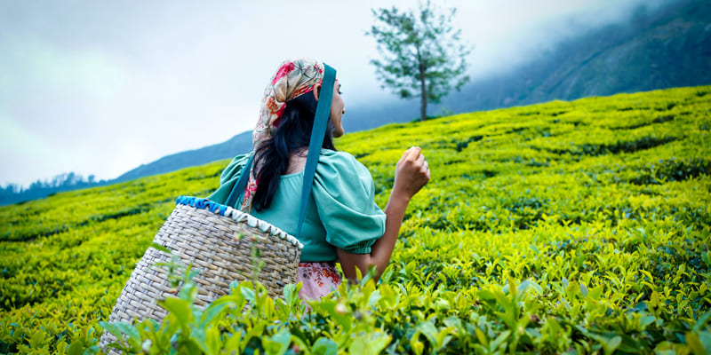 Tea garden in Munnar