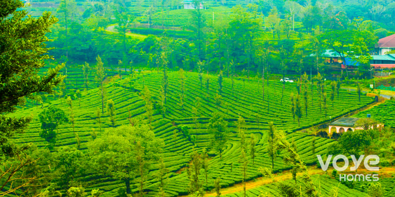 Vagamon tea plantations