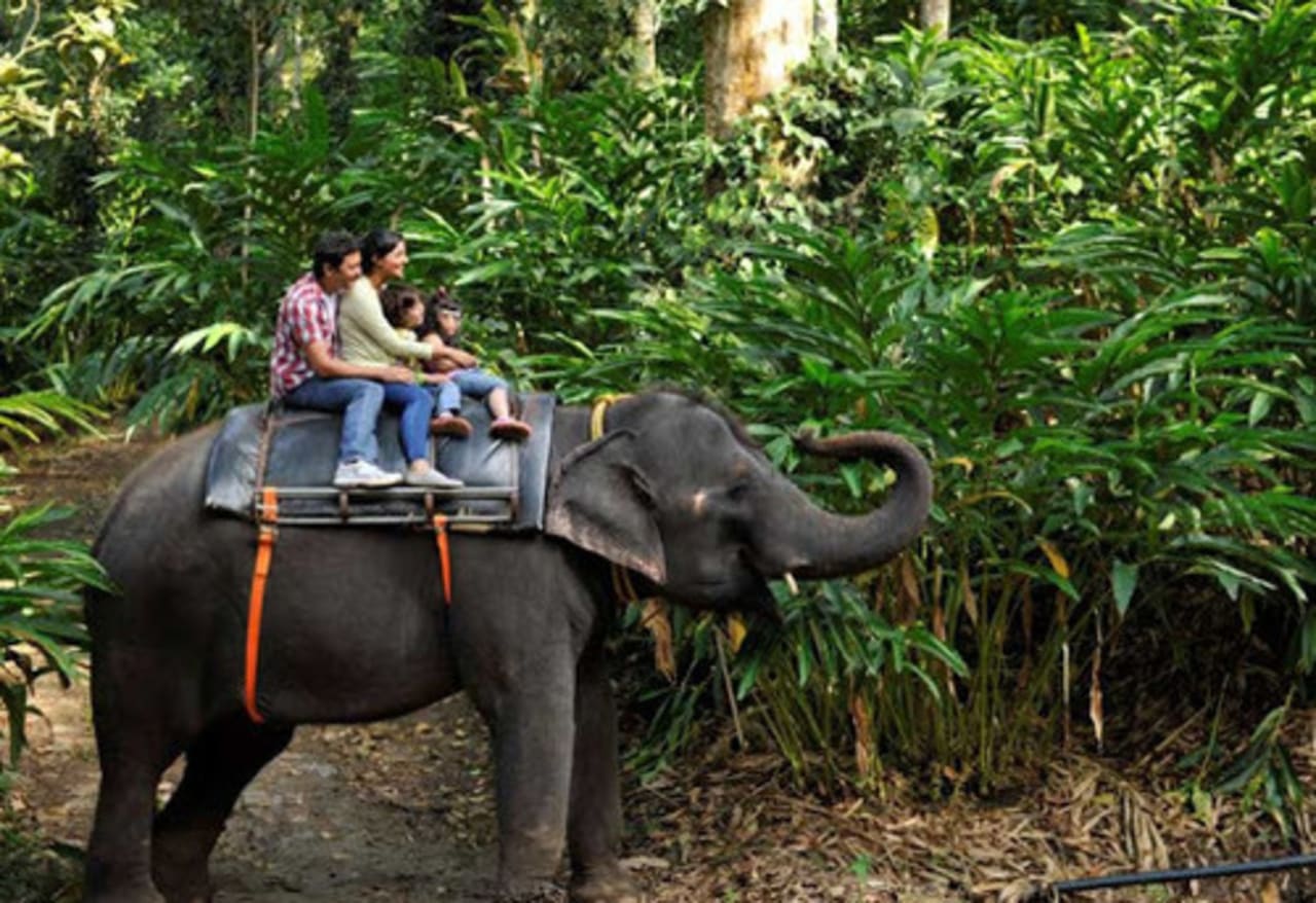 elephant safari thekkady