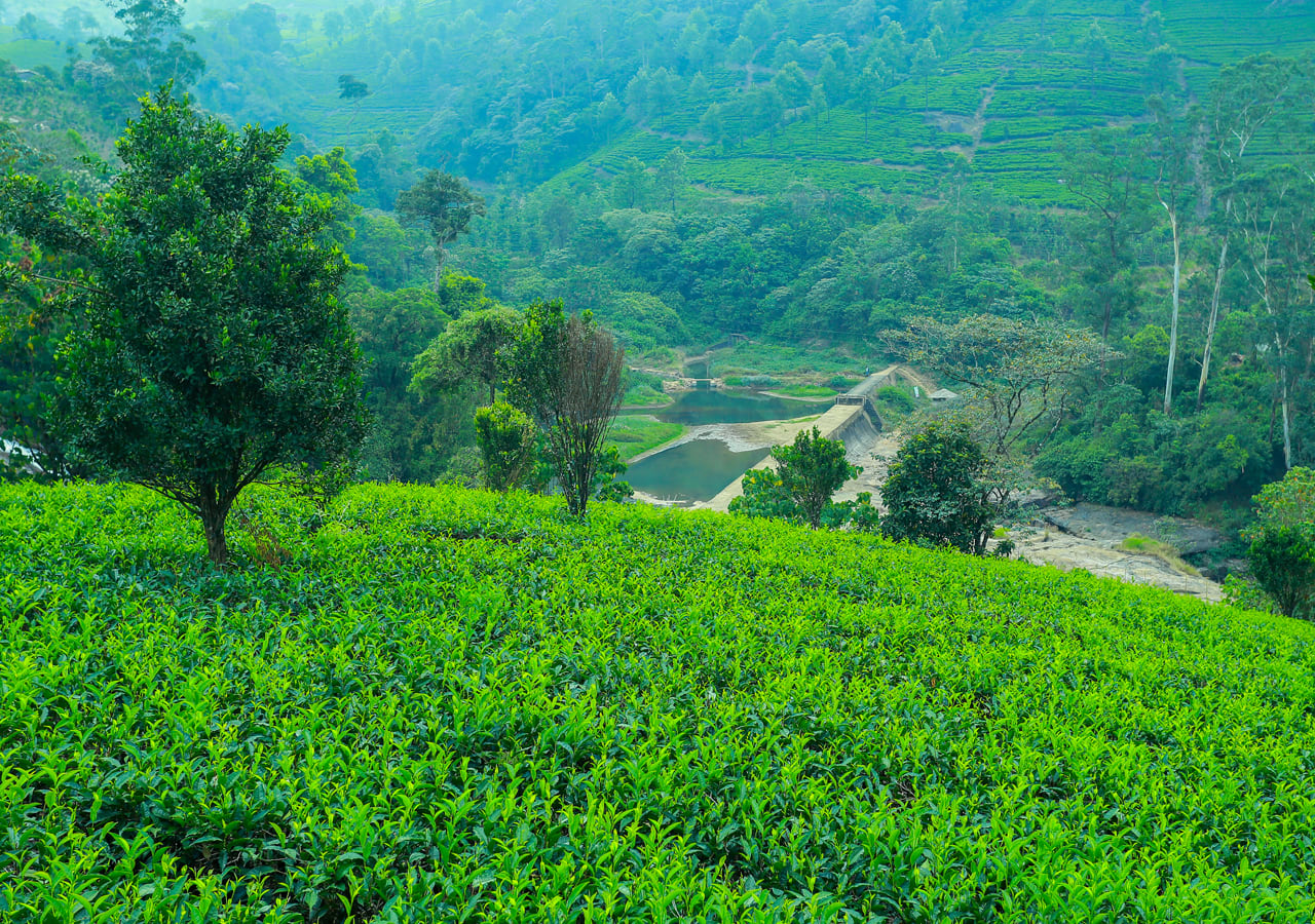 British tea plantation bungalow