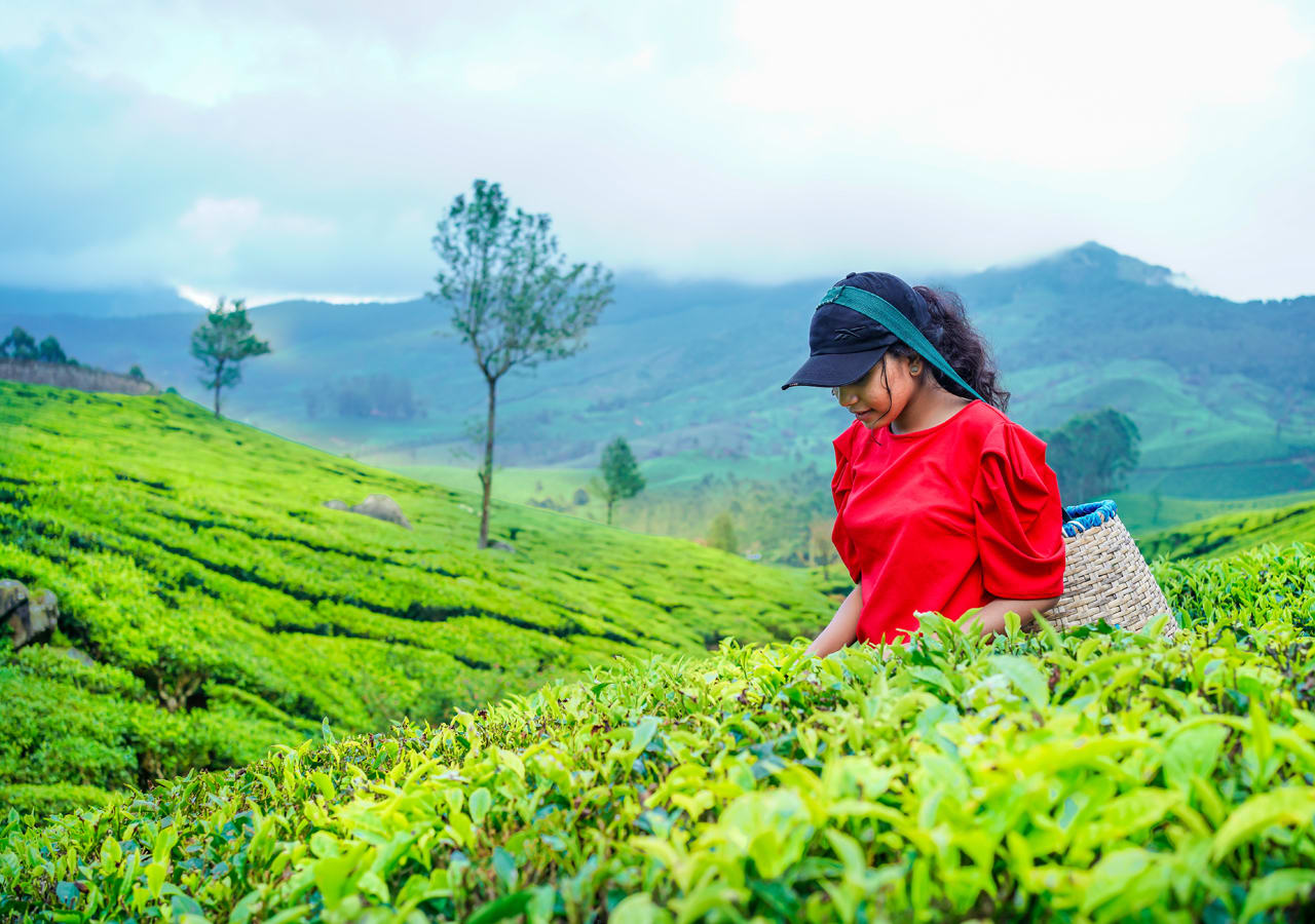 plantation walk in munnar