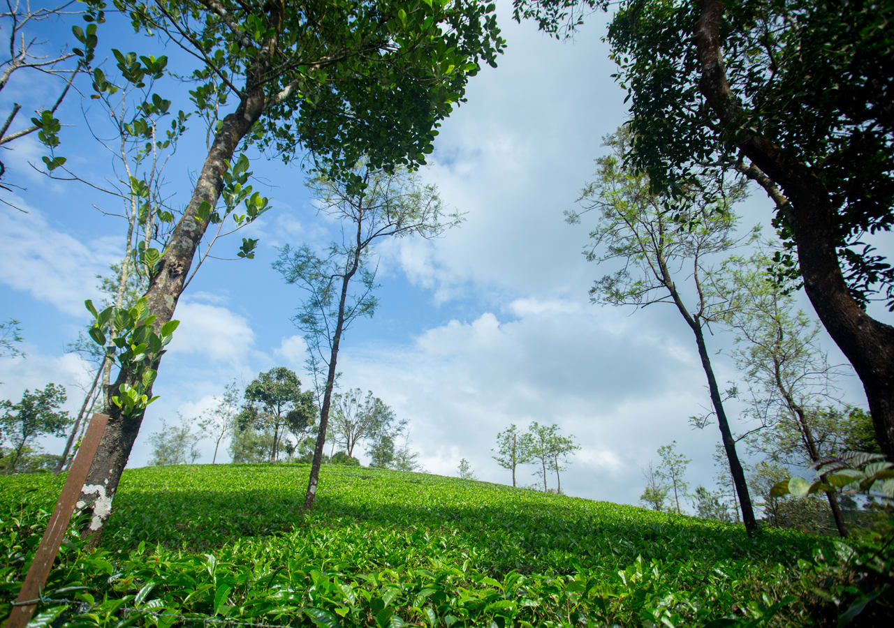 valley view stay vagamon